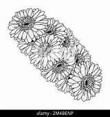 Gerber Daisy Coloring Pages sketch template