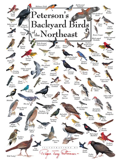 Peterson's Backyard Birds Puzzles | Jigsaw Puzzles