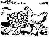Coloring Chicken Egg Drawing Pages Hen Hatch Kids Hatched Being Netart  sketch template