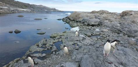 Toughness has limits: More than 1,100 species live in Antarctica, but ...