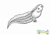 Tadpole Coloring Pages sketch template