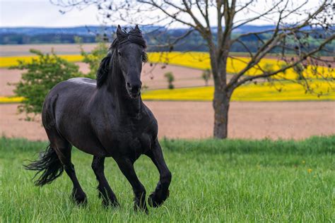 Free download Premium Photo Black friesian horse runs gallop [2000x1334] for your Desktop ...