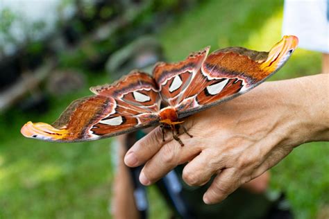 Polilla más grande del mundo es hallada por primera vez en Estados Unidos