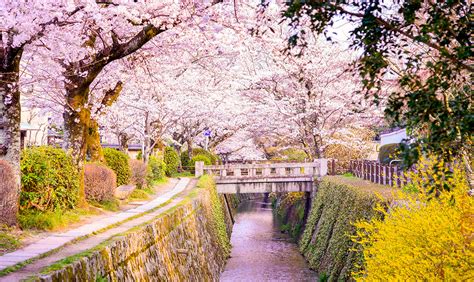 See Cherry Blossoms in Japan | Best Sakura Viewing Spots 2019