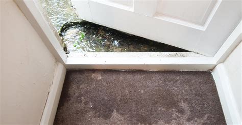 Flood damage: Meet Black Mold (Stachybotrys) | IQAir