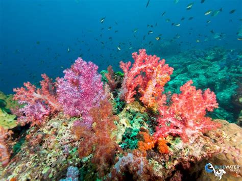 Best diving in Thailand - top 8 - Bluewater Dive Travel