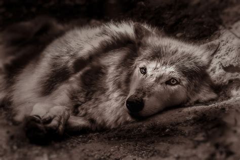 What Do Dreams About Wolves Mean? | Exemplore