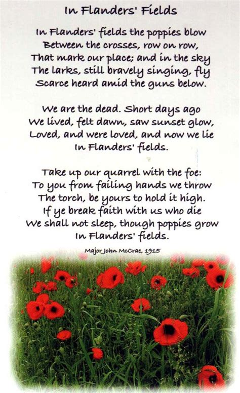 In Flanders fields the poppies grow - The branches of my tree