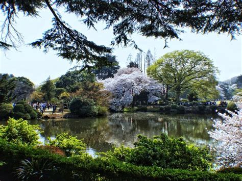 Tokyo – Shinjuku Gyoen National Park – Cherry Blossoms! | National parks, Shinjuku gyoen, Park