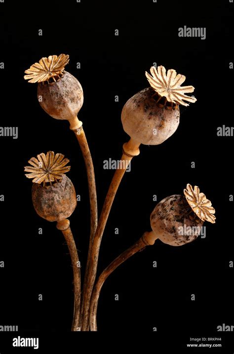 Dried poppy seed heads hi-res stock photography and images - Alamy