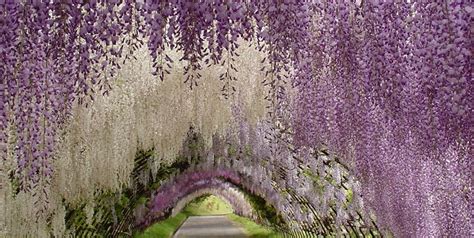 Japanese Wisteria Tunnel | Garden Design