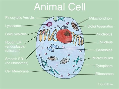 Lysosomes In Animal Cells