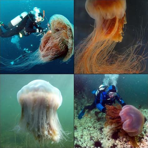 Lion’s Mane jellyfish are the largest in the world, found in cooler regions of the Atlantic and ...