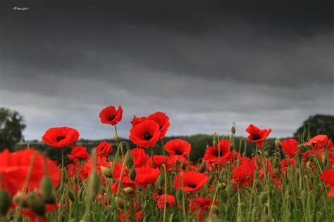 Pictures Of Poppies Wallpapers (38 Wallpapers) – Adorable Wallpapers