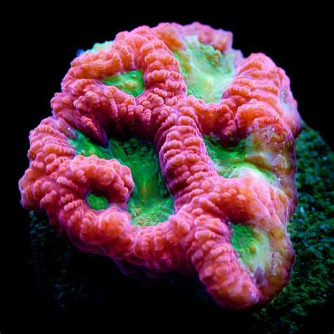Red & Green War Coral Favia Saltwater Aquarium Fish, Saltwater Tank, Underwater Creatures ...