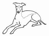 Whippet Coloring Pages sketch template