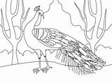 Printable Peacock Coloring Pages sketch template