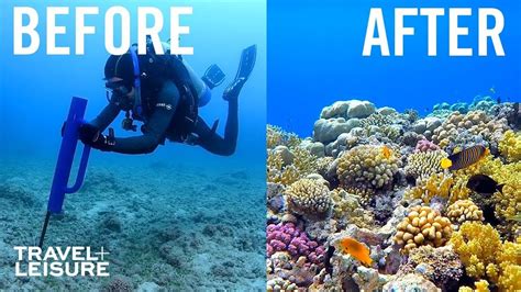 How Scientists Are Restoring The Great Barrier Reef | Travel + Leisure in 2021 | Great barrier ...