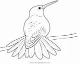 Rufous Tailed Hummingbird Coloring Page For Kids  Free Swifts And sketch template
