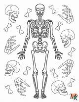 20 Skeleton Coloring Pages For Kids  ColoringPagesWKcom sketch template