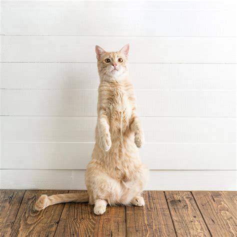 Red cat stands on its hind legs Photograph by Daria Dubrovskaya | Pixels