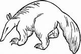 Explore The World Of Anteaters With Coloring Pages sketch template