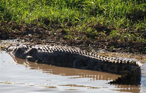 Alligator Rivers - Alchetron, The Free Social Encyclopedia