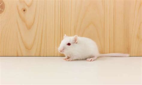 Albino Gerbils: Unique Pets with Special Care Requirements - 2024