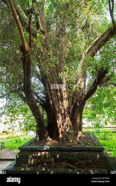 Beautiful Banyan tree from Kerala Temple Stock Photo - Alamy