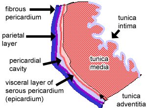 Circulatory System: The Histology Guide