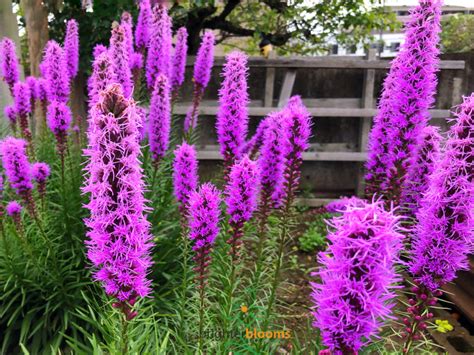 Liatris spicata – Brighter Blooms