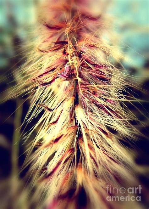 Aged Purple Plume Photograph by Sharon Woerner - Fine Art America