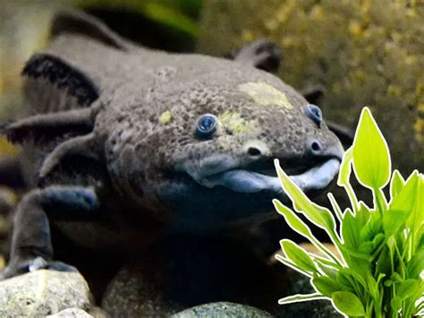 Do Axolotls Eat Aquatic Plants? - Axolotl Nerd