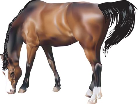 Horse png image