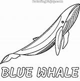 Printable Blue Whale Coloring Page  Coloring Enjoy Whale coloring sketch template
