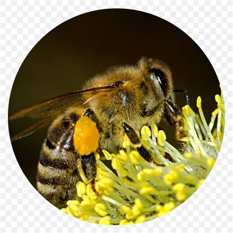 Bee Pollen Insect Honey Bee Pollen Basket, PNG, 1000x1000px, Bee, Arthropod, Bee Pollen, Beehive ...