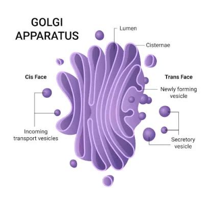 What Is the Golgi Apparatus? | Lifespan.io