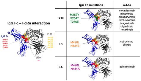 IJMS | Free Full-Text | Monoclonal Antibody Engineering and Design to Modulate FcRn Activities ...