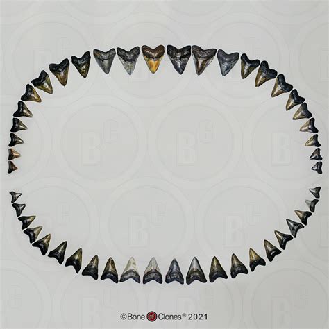 Megalodon Shark Teeth set of 46 - Bone Clones, Inc. - Osteological Reproductions