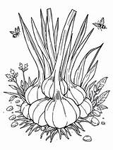 10  Free Printable Garlic Coloring Pages For Fun And Creativity sketch template