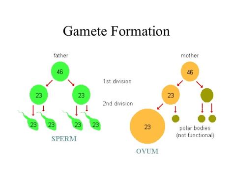 MEIOSIS