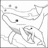 Baby Whale Coloring Pages sketch template