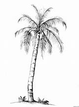 Palm Tree Coloring Page » Turkau sketch template