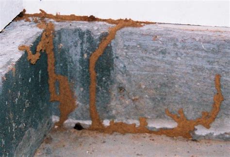 Termite Mud Tube: What Does It Look Like and How To Get Rid of It