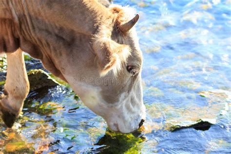 Cattle drinking water stock image. Image of brown, grass - 109576311