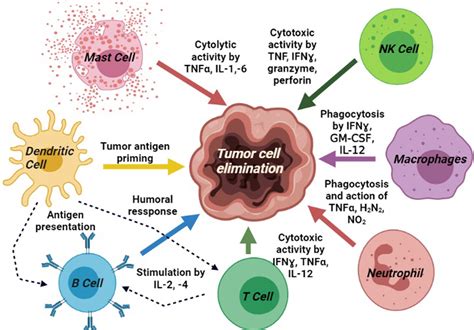 Frontiers | Curcumin as an Adjuvant to Cancer Immunotherapy