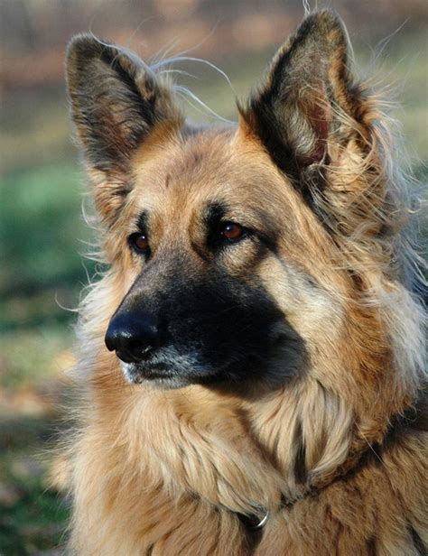 King Shepherd Dog Breed Health, Temperament, Training, Feeding and Grooming - PetGuide | PetGuide