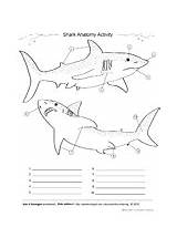 Ask A Biologist Coloring Pages And Worksheets  SciTech Institute sketch template