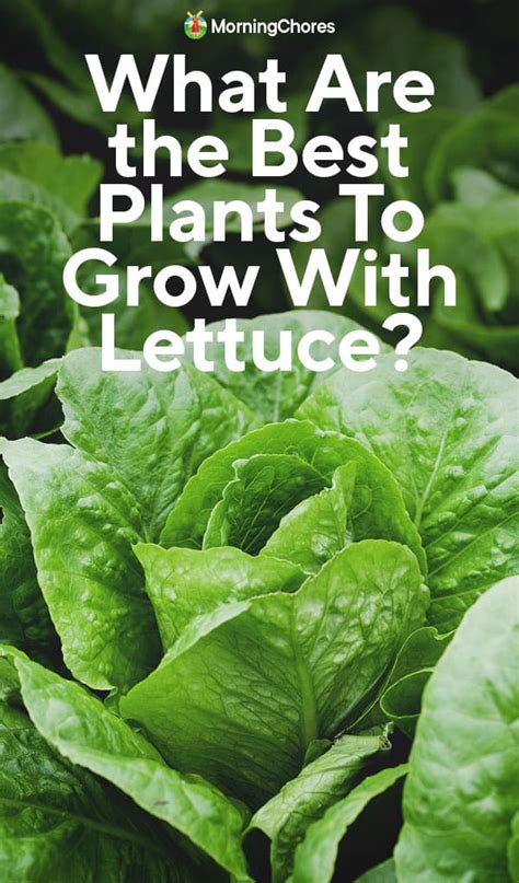 28 Perfect Lettuce Companion Plants and a Few to Avoid