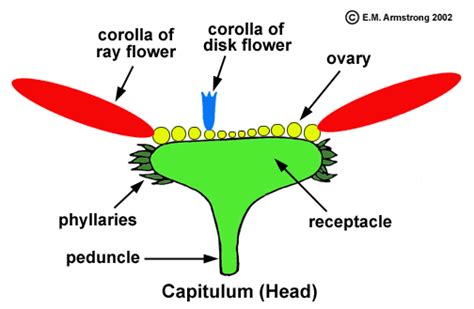 an image of the inside of a flower with labels on its petals and ...